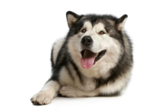 Request Quote: Harmony in Paws Canine Massage  - Whitchurch-Stouffville, ON