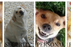 Request Quote: Enid Pet Sitting and Pet Boarding Services - Enid, OK