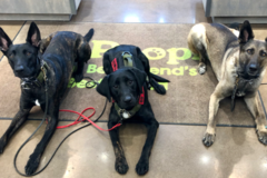 Request Quote: Smokey Oaks K9 - Dog Training Service - York, SC