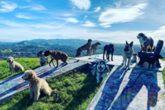 Request Quote: Hour-long, off-leash, group dog walks - Dog Walkers - Walnut Creek, CA