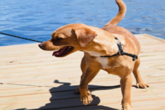 Request Quote: Affordable Dog Walking and Pet Sitting   - Midland, ON