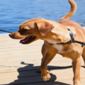 Affordable Dog Walking and Pet Sitting   - Midland, ON