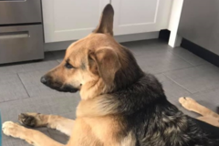 Request Quote: Daragan’s Dog Care - Canine Training and Dog Boarding - Wilbraham, MA