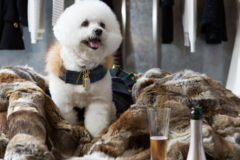 Request Quote: pH Pet Photography - Atlanta, GA