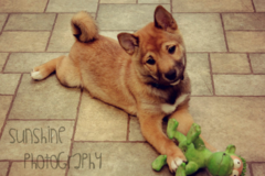 Request Quote: Captain's Quarters Kennel and Cattery LLC - Elkton, MD