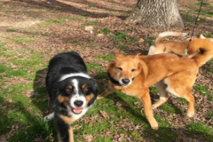 Request Quote: Abra Paw-Dabra - Pet Sitting, Daycare, and Dog Walking - Waxhaw, NC