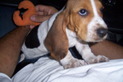 Request Quote: K&K Pet Services - Away and In Home Pet Sitting Services - Miami, FL