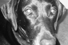 Request Quote: Dog Bone In Home Pet Sitting and Pet Taxi - Dallas, TX
