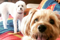 Request Quote: Red Diggity Dog - Tampa, FL