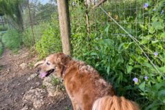 Request Quote: Crackerdog - Dog Daycare and Dog Boarding - Austin, TX
