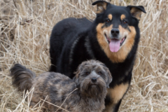 Request Quote: Jenn Wilson Pet Portraiture - Pet Photographer - Kitchener, ON