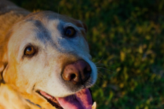 Request Quote: Journey Home Vet - Animal Acupuncture - Dacono, CO