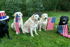 Request Quote: Rude Dog University - Private Dog Training and Obedience - Eau Claire, WI