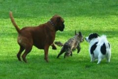 Request Quote: K-9 Yard Maintenance - Pet Waste Removal Service - Jenison, MI