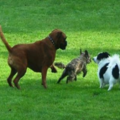 K-9 Yard Maintenance - Pet Waste Removal Service - Jenison, MI