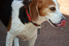 Request Quote: Katy Pet Nannies - In Home Pet Sitting Services - Katy, TX