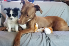 Request Quote: Sit Happens Private Dog Training - Missoula, MT