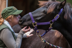 Request Quote: Kneaded Touch Licensed Equine Massage - Vashon, WA