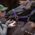 Kneaded Touch Licensed Equine Massage - Vashon, WA