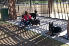Request Quote: Leader of the Pack Home Dog Training - Temecula, CA
