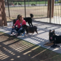 Leader of the Pack Home Dog Training - Temecula, CA