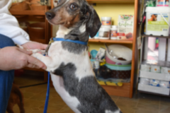Request Quote: Levering Chiropractic - Mobile Pet Chiropractor  - Arvada, CO