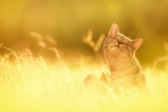 Request Quote: Critter Care of Silicon Valley - In Home Pet Sitting - Cupertino, CA