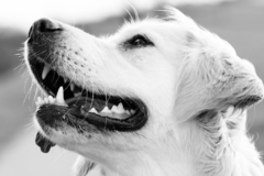 Request Quote: On Paws Professional In Home Pet Sitting Services  - San Marcos, TX