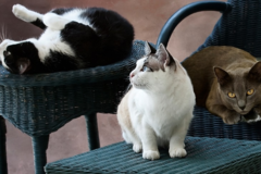 Request Quote: Walkies Pet Sitting Service - Sarasota, FL
