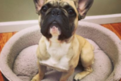 Request Quote: Muttineer Dog Training - Private Dog Trainers - Los Angeles, CA