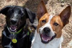 Request Quote: Lorlee “Lee” Murray Pet Photographer  - Prescott, AZ