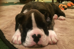 Request Quote: Shore Pet Services - In Home Dog Sitting - Brick Township, NJ