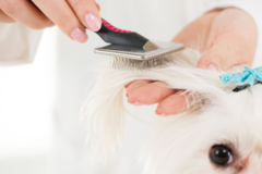 Request Quote: Melinda’s Mobile Dog Grooming Services - Odessa, TX