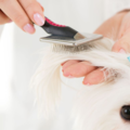 Melinda’s Mobile Dog Grooming Services - Odessa, TX