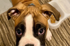 Request Quote: Nikki's Collar Club - Dog Walking and Pet Sitting Services - Cleveland, OH