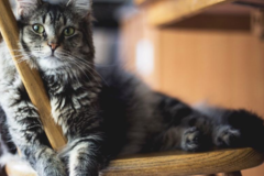 Request Quote: Wendyann Cardwell - Vet Tech In Home Pet Sitter - Auburn, CA