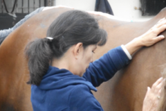 Request Quote: The Zen Horse - Animal and Equine Massage Therapy - Los Altos, CA