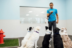 Request Quote: Dogtopia of Edmond - Dog Daycare and Canine Boarding - Edmond, OK