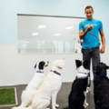 Dogtopia of Edmond - Dog Daycare and Canine Boarding - Edmond, OK