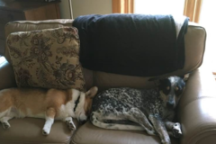 Request Quote: Pet Whisper of Las Vegas - Professional Pet Sitter - Henderson, NV
