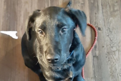 Request Quote: Kathy McFarland - Professional Private Dog Trainer - Beaverton, OR