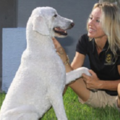 Dog Walking / Pet Sitting - Sarasota, FL