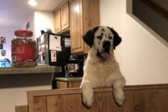Request Quote: Family Pet Services - Pet Sitting and Boarding - Heber City, UT