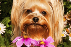 Request Quote: Close Encounters of the Furry Kind, LLC - Pet Photography - Clermont, FL