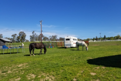 Request Quote: AB Equestrian - Horse Training Services - Laurel, MT