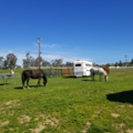 AB Equestrian - Horse Training Services - Laurel, MT