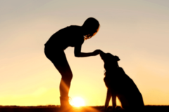 Request Quote: Orlando Pet Connections - in Home Pet Sitting - Orlando, FL