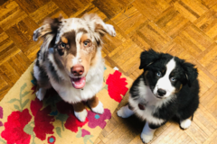 Request Quote: Palm Springs In Home Private Dog Training - Palm Desert, CA