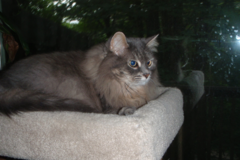 Request Quote: Pampered Pet Sitters - Lake Oswego, OR