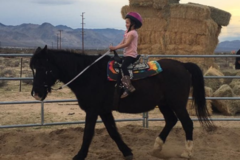 Request Quote: Overnight Horse Boarding - Ridgecrest, CA